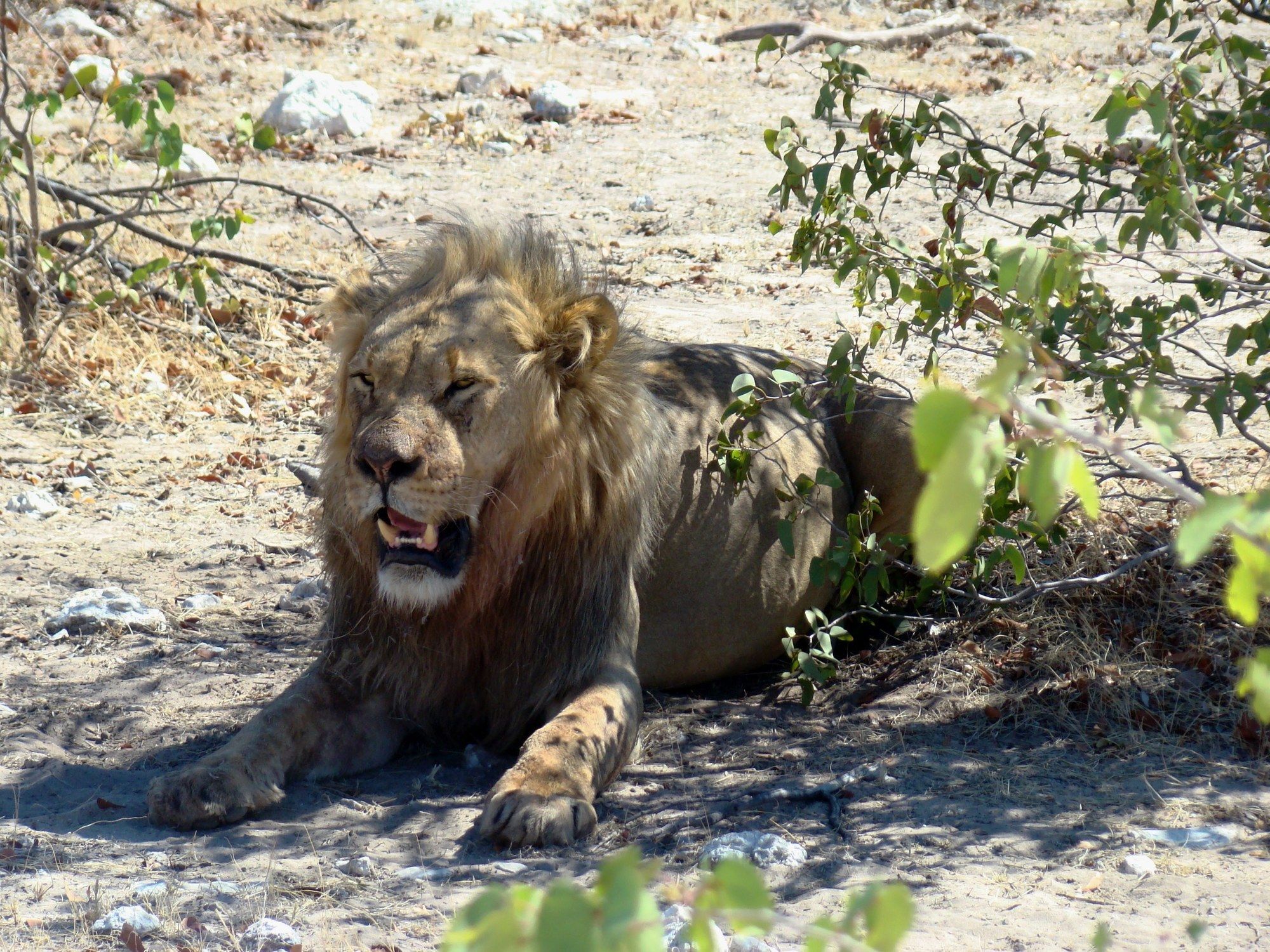 Gondwana Etosha Safari Lodge 오카우쿠에요 외부 사진